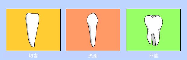 前歯と臼歯